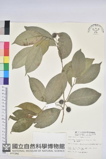 南仁鐵色藏品圖，第1張