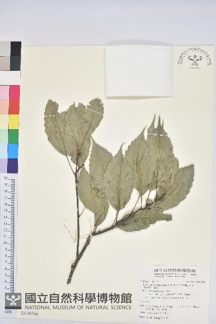 青剛櫟、鐵椆藏品圖，第1張