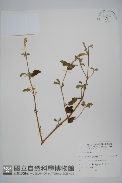 印度牛膝、土牛藤藏品圖，第1張