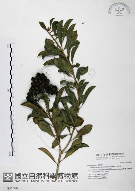 七里香、台灣海桐藏品圖，第1張