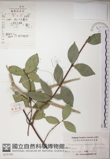 絡石藏品圖，第1張