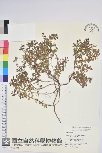 高山白珠樹藏品圖，第1張