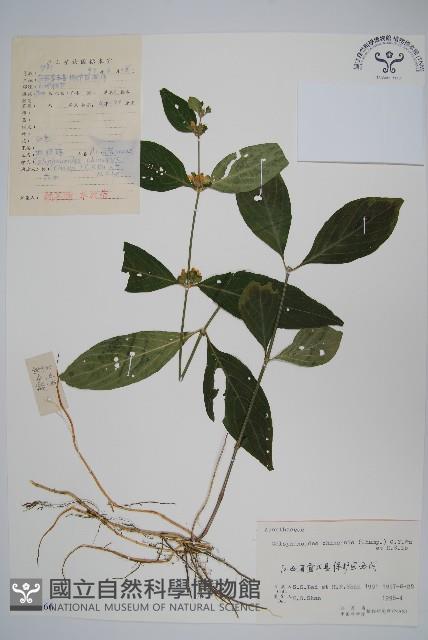 杜根藤藏品圖，第1張