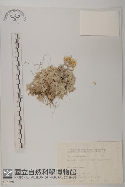 尼泊爾籟簫藏品圖，第1張