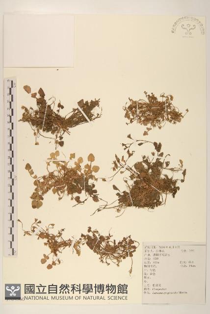 稻槎菜藏品圖，第1張