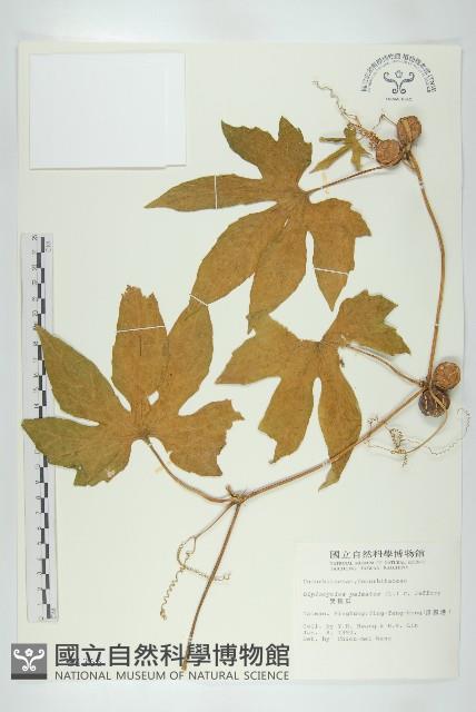 雙輪瓜藏品圖，第1張