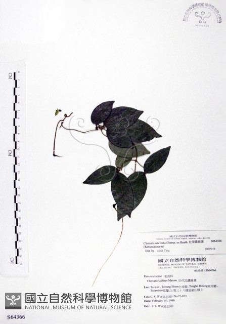 柱果鐵線蓮藏品圖，第1張