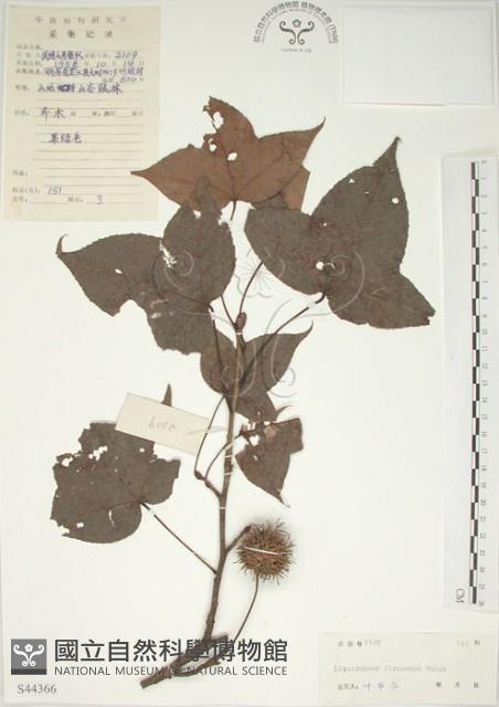 楓香、楓樹藏品圖，第1張