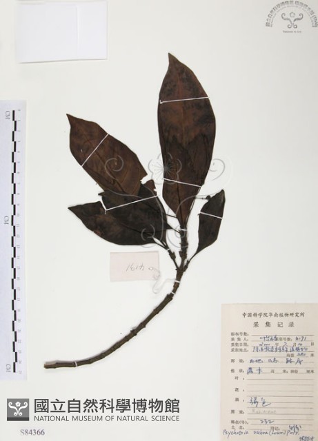 九節木、牛屎烏、青龍吐霧藏品圖，第1張