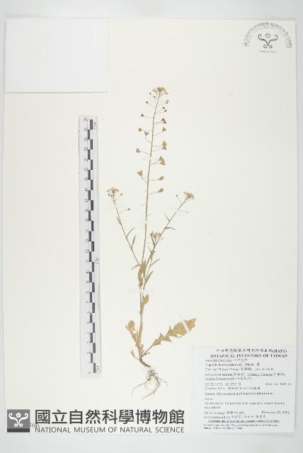 薺藏品圖，第1張