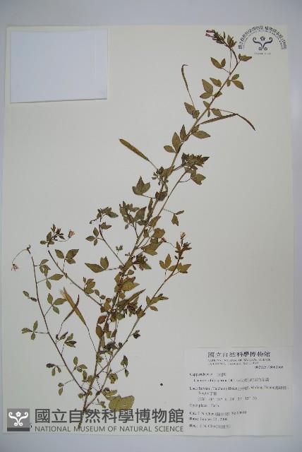 平伏莖白花菜、成功白花菜藏品圖，第1張