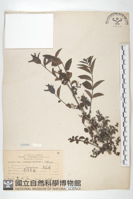 臺灣馬桑藏品圖，第1張