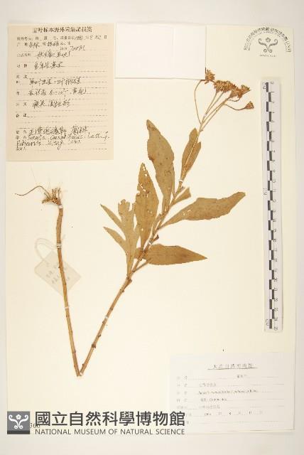 毛背返魂草藏品圖，第1張