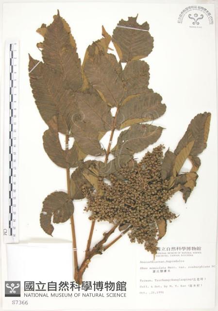 羅氏鹽膚木藏品圖，第1張