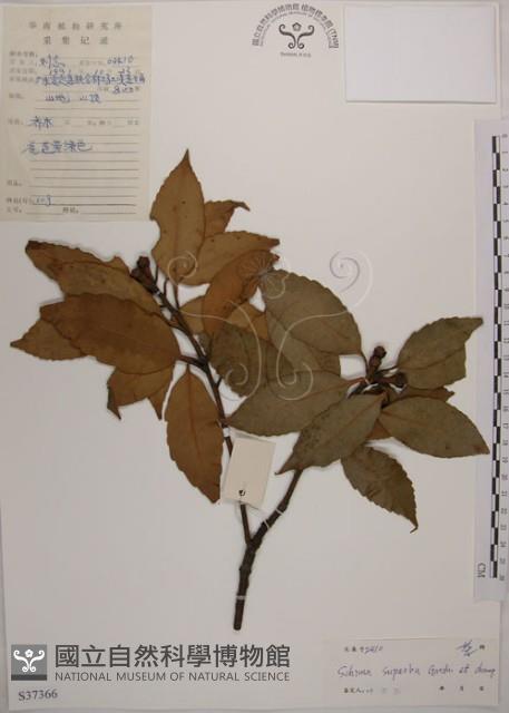 木荷藏品圖，第1張