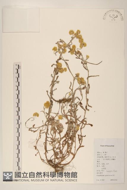 秋鼠麴草藏品圖，第1張