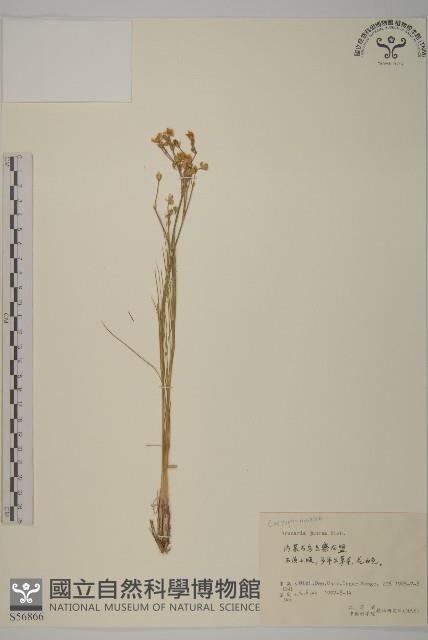 燈心草蚤綴藏品圖，第1張