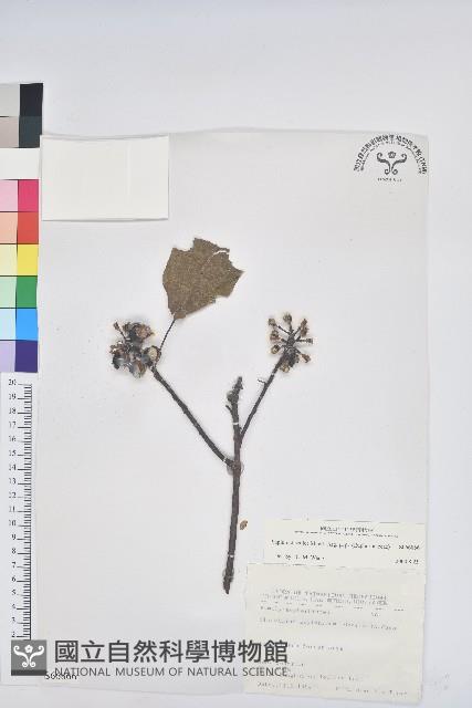 白臼藏品圖，第1張