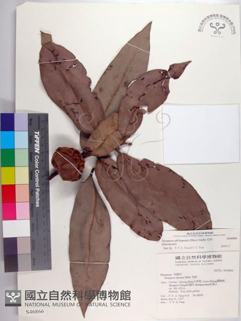 毛柿藏品圖，第1張