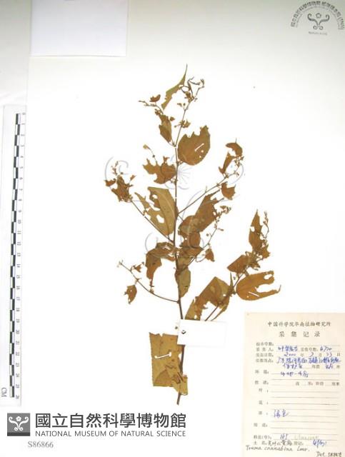 銳葉山黃麻藏品圖，第1張