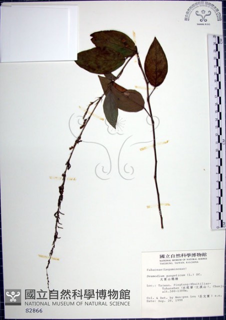 大葉山螞蝗藏品圖，第1張