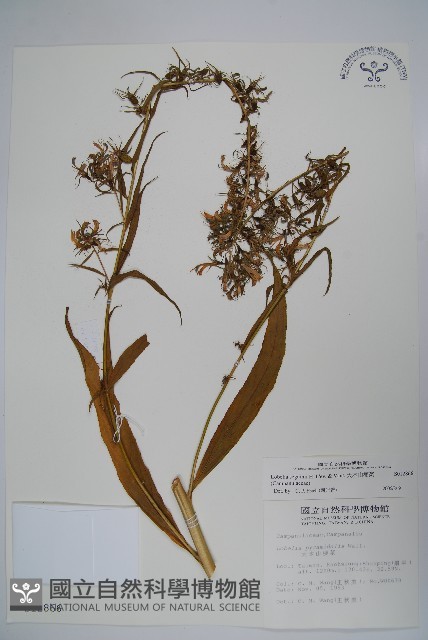 大本山梗菜藏品圖，第1張