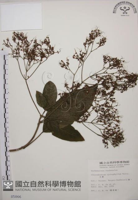 大青藏品圖，第1張