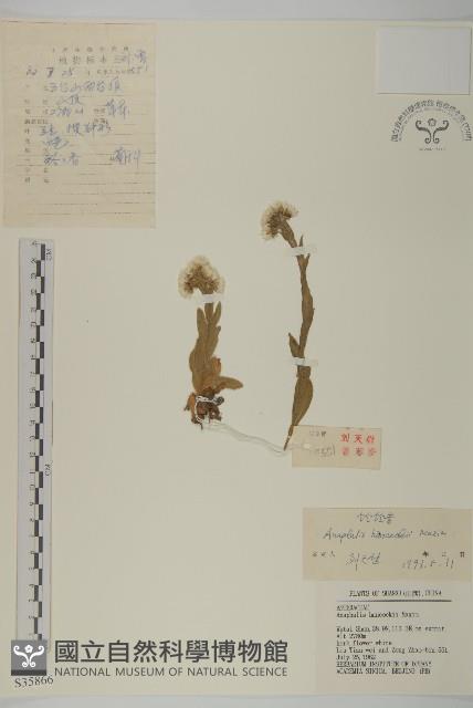 零零香藏品圖，第1張