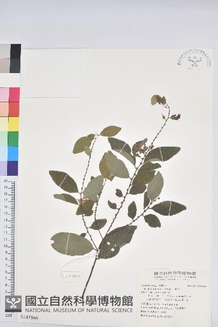 土密樹藏品圖，第1張