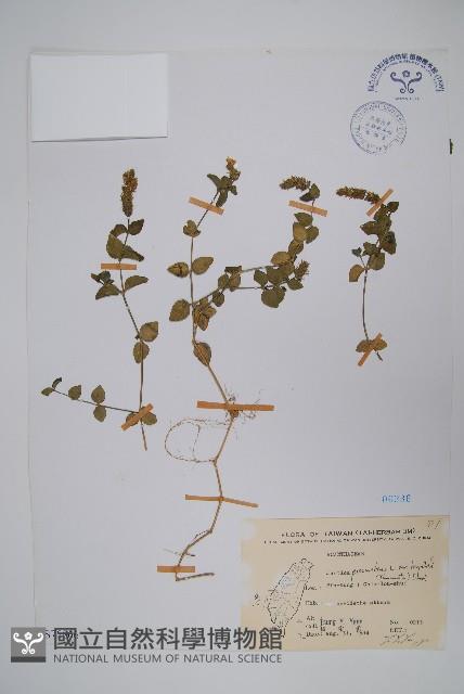 早田氏爵床藏品圖，第1張