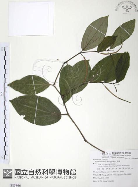 風藤藏品圖，第1張