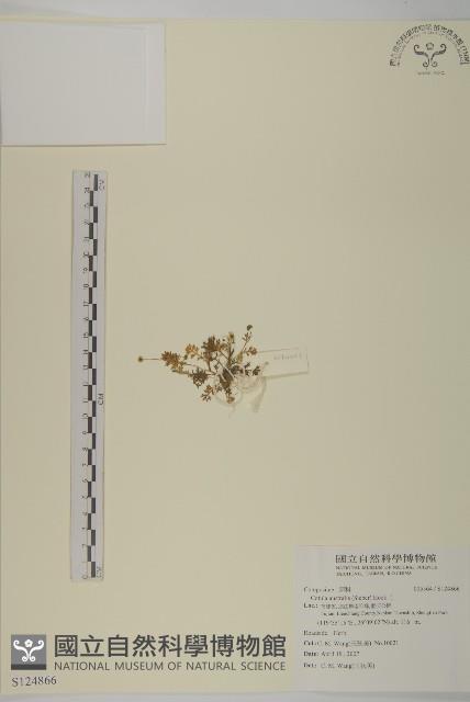 南方山芫荽藏品圖，第1張