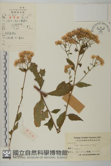 山白蘭藏品圖，第1張