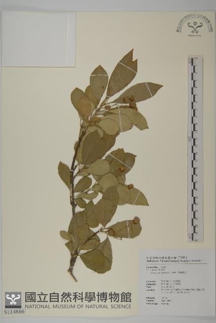 厚葉衛矛, 源一木藏品圖，第1張