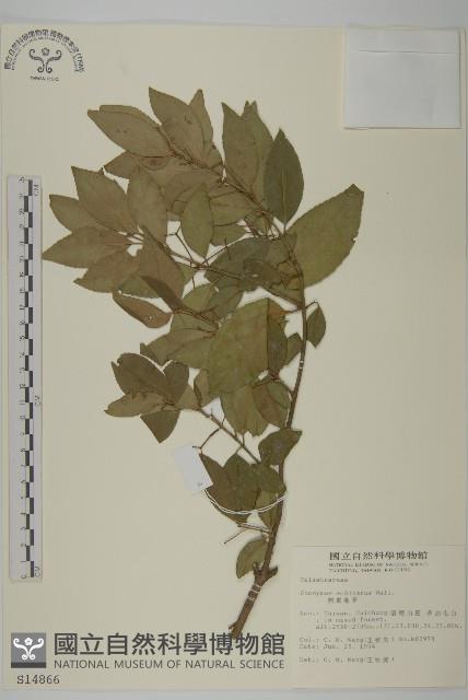 刺果衛矛藏品圖，第1張