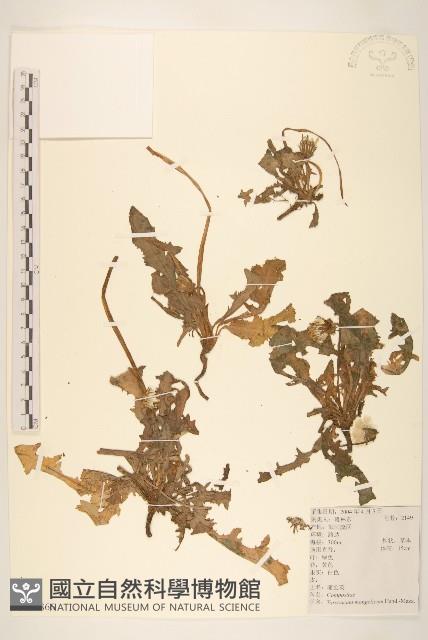 蒲公英藏品圖，第1張