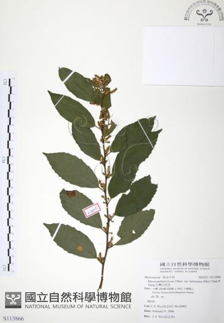 台灣山桂花藏品圖，第1張