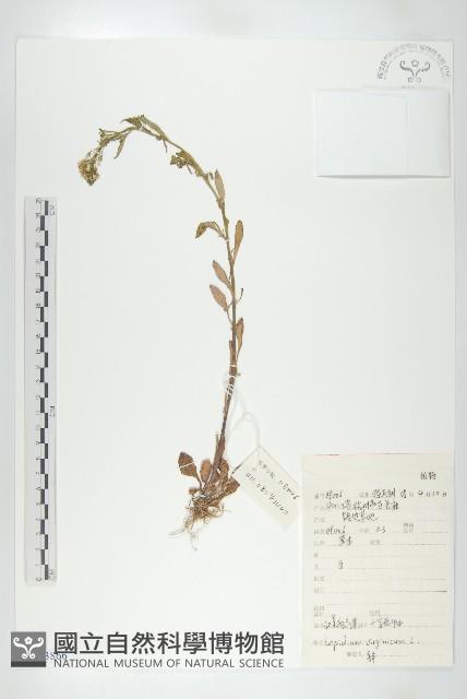 獨行菜藏品圖，第1張