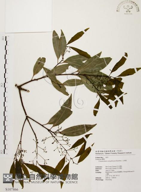 山肉桂、台灣肉桂藏品圖，第1張