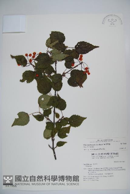 樺葉莢迷、玉山莢迷藏品圖，第1張