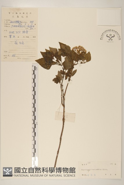 破坏草藏品圖，第1張