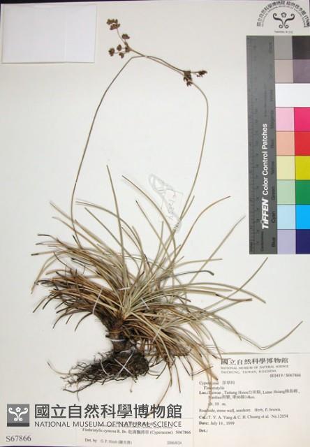 乾溝飄拂草藏品圖，第1張