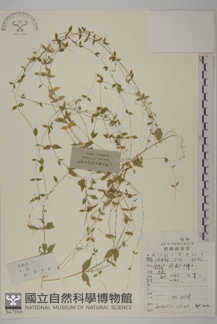 雀舌草藏品圖，第1張