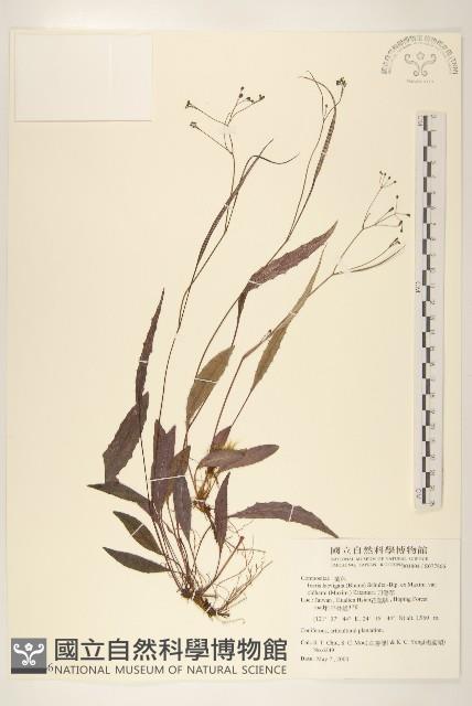 刀傷草藏品圖，第1張