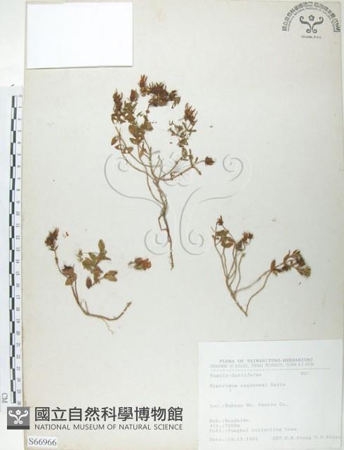 玉山金絲桃藏品圖，第1張