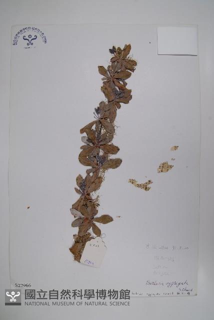 錐花小蘗藏品圖，第1張