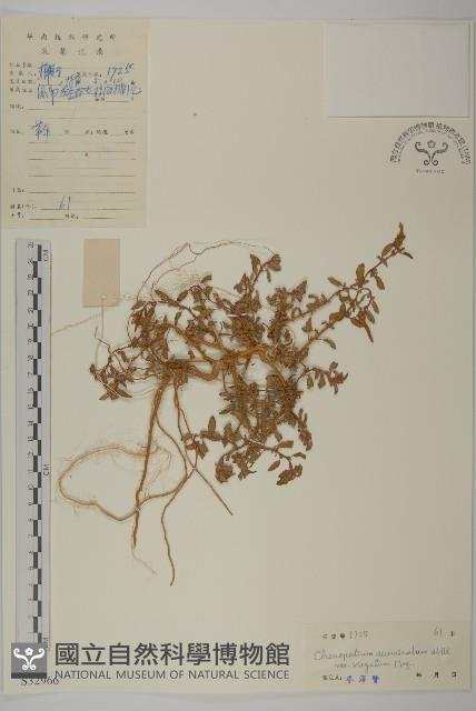 變葉藜、毛綠珠藜藏品圖，第1張