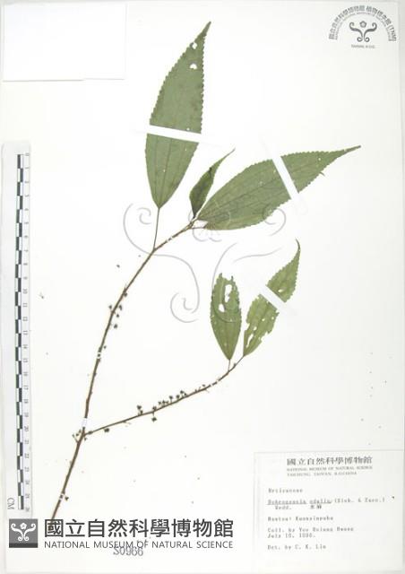 水麻藏品圖，第1張