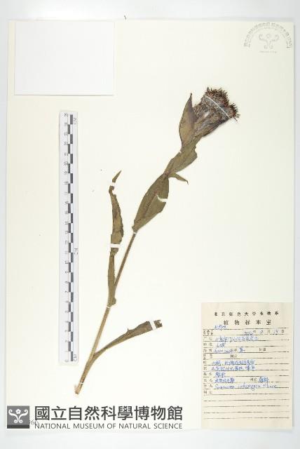 紫苞鳳毛菊藏品圖，第1張