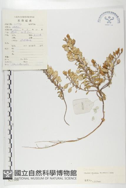 幹葉無隔芥藏品圖，第1張